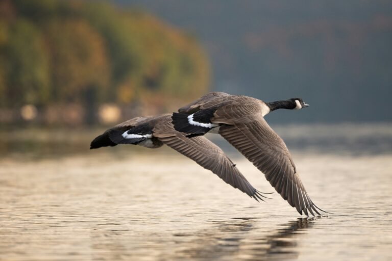 Entropy, flying geese, race to the bottom and retrospection